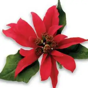 TAGLIAPASTA STELLA DI NATALE JEM (10PZ)