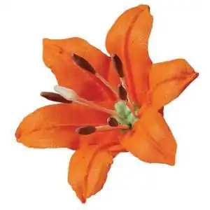 CF. 30 PISTILLI GIGLIO ASSORTITI WILTON Accessori Dummy Polistirolo WILTON 2